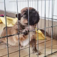 توله سگ اشپیتز