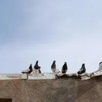 همه گفتند 500