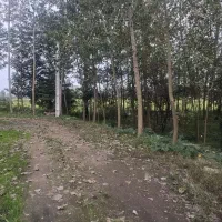 فروش ویلا۳۰۰متری کلیدنخورده نوسازمسیردنج باغات چای|فروش خانه و ویلا|آستانه اشرفیه, |دیوار