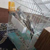 یک جفت عروس هلندی