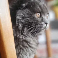 گربه اسکاتیش طوسی آروم|گربه|فولادشهر, C1|دیوار