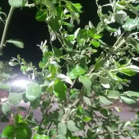 گلکده لیلیوم