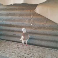 طوقی شازده نر|پرنده|شیراز, مسلم|دیوار