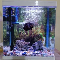 آکواریوم k390|ماهی|اهواز, پردیس دو|دیوار