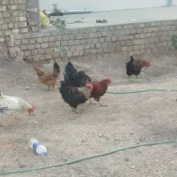 خروس ارگانیک روستا