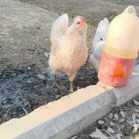 مرغ گلین فول