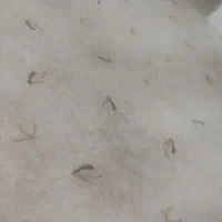 فروش پالازموکت 12