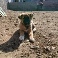 توله سگ|سگ|چناران, |دیوار