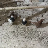 کبوتر فروشی