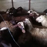 تعداد 20 بره نر و ماده