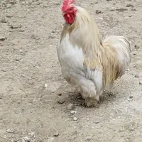 خروس