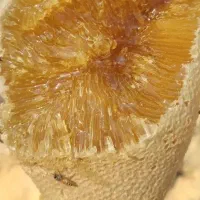 عسل کوهی به شرط