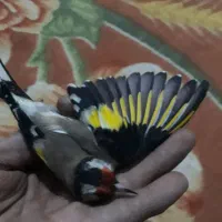 سهره|پرنده|نورآباد, |دیوار