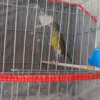 قناری سبز