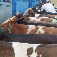 گوساله سمینتال هلشتاین|حیوانات مزرعه|بندر ترکمن, |دیوار