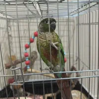 طوطی گرینچییک نشانه دار