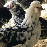 تخم و جوجه مرغ و خروس گلین چهل تاج