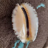 تلفن|تلفن رومیزی|بافت, |دیوار