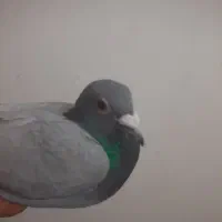 حراج کفتر|حراج|بیرجند, |دیوار