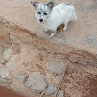 پامرین|سگ|تهران, مختاری|دیوار