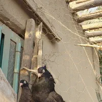 زاغ