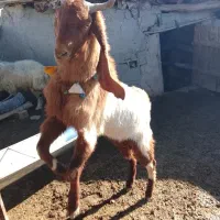 نربز یک سال|حیوانات مزرعه|مانه, |دیوار