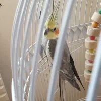 عروس هلندی|پرنده|مشهد, رضاییه|دیوار