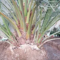 دمیت برحی اصل اروندی