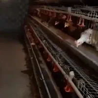 قفس منبری مرغ تخمگذار اندازه ۵۰۰ عدد قیمت توافقی