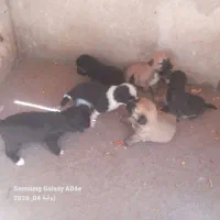سگ پامر