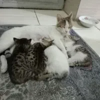گربه مادر همراه با 4 تا بچه