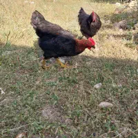 خروس نژاد بلک‌استار بفروشد میرسد