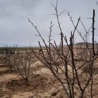 زمین باغی موقعیت عالی  نبش  ماشین رو