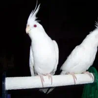 عروس البینو