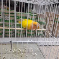 کوتوله برزیلی