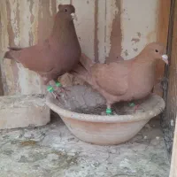 نر و ماده زرد و سرخ کرمونی کاکل