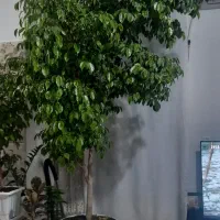 گل بنجامین برگ سبز