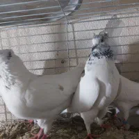 کبوتر کله دار|پرنده|تهران, شهرک مخابرات|دیوار