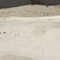 توله سرابی نر