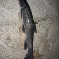 ماهی تازه ارس|ماهی|مرند, |دیوار