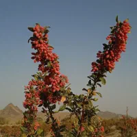 زرشک تازه|خوردنی و آشامیدنی|تهران, درکه|دیوار