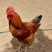 خروس محلی جوان و غاز بالغ و بوقلمون