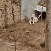 سگ سرابی|سگ|ایجرود, |دیوار