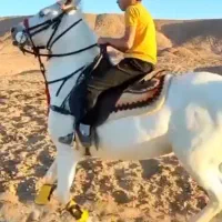 اسب مادیان آبستن