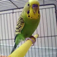 مرغ عشق اصیل