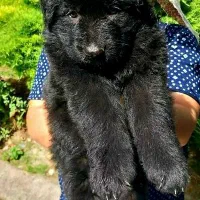 سگ black ژرمن|سگ|تهران, تجریش|دیوار