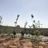 باغچه 230 متری چاردیواری سند دار.