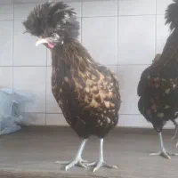 مرغ و خروس لهستانی اصیل|حیوانات مزرعه|ری, شهید بهشتی|دیوار