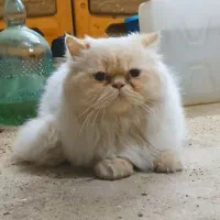 گربه پرشین هیمالین