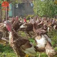 فروش 30 عدد بوقلمون